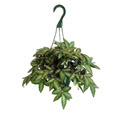 Pellonia Repens